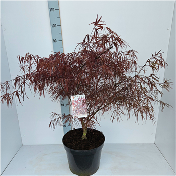 Javor palmatum 'Enkan' F00010873