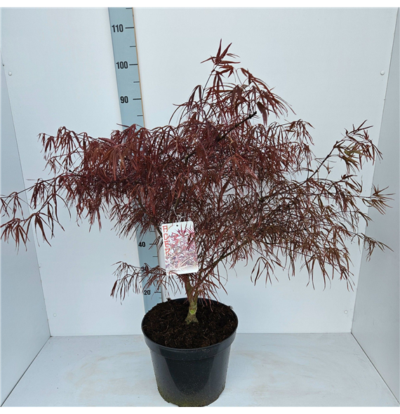 Javor palmatum 'Enkan' F00010873