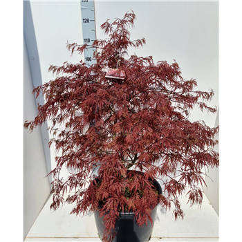 Javor palmatum 'Garnet' F00010875