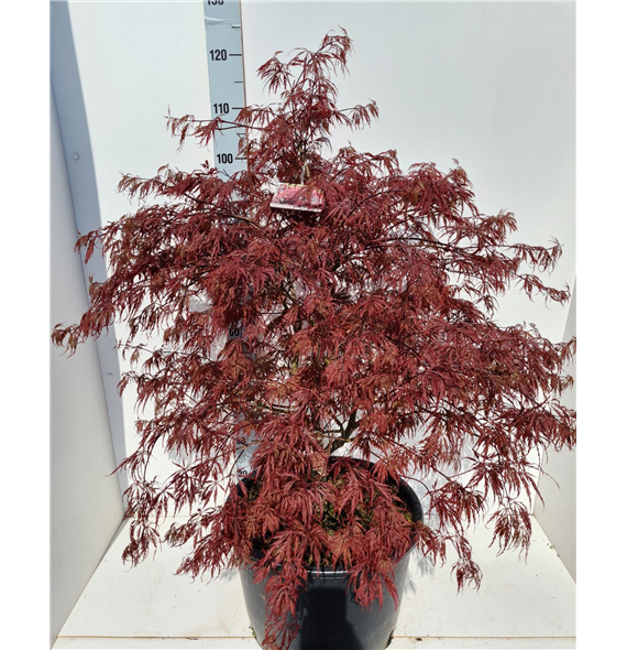Javor palmatum 'Garnet' F00010875