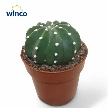 Kaktus Echinopsis Subdenudata 15cm 8.5cm Q822