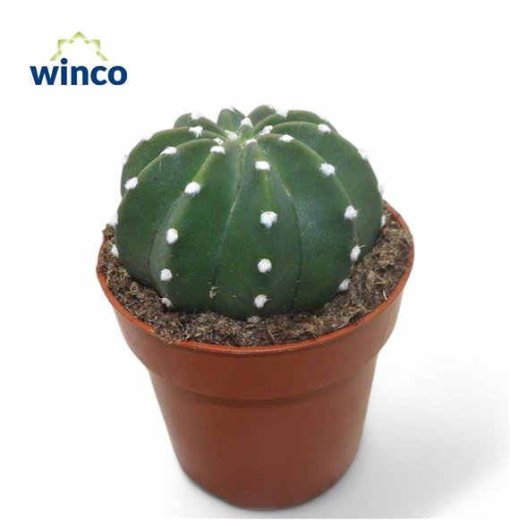 Kaktus Echinopsis Subdenudata 15cm 8.5cm Q822