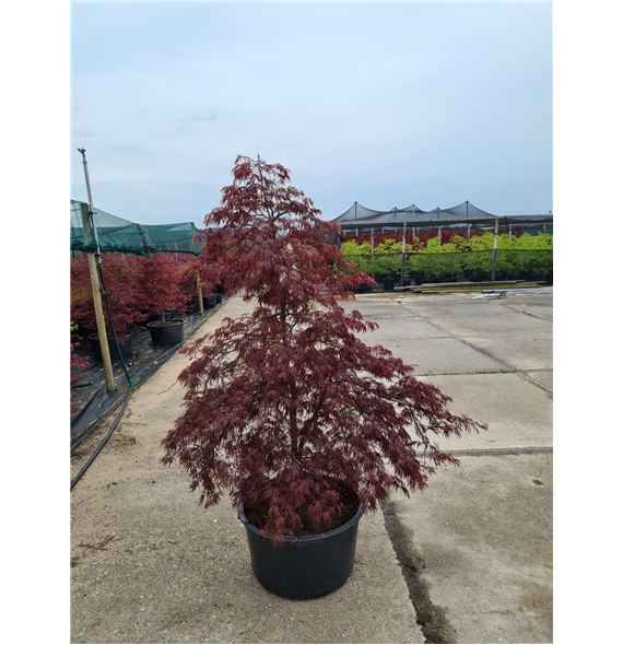 Javor palmatum 'Inaba-shidare' F00010879