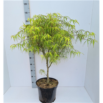 Javor palmatum 'Koto-no-ito' F00010881