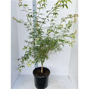 Javor palmatum 'Koto-no-ito' F00010882