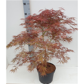 Javor palmatum 'Ornatum' F00010889