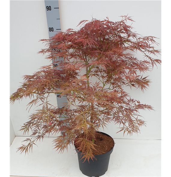 Javor palmatum 'Ornatum' F00010889