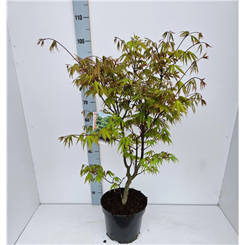 Javor palmatum 'Osakazuki' F00010897