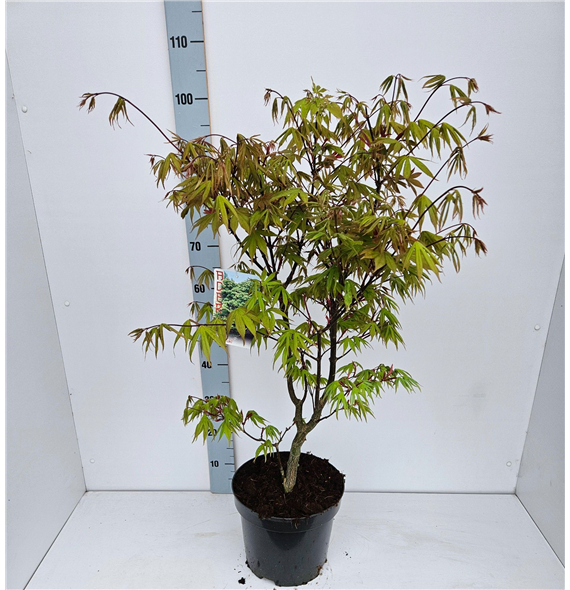 Javor palmatum 'Osakazuki' F00010897