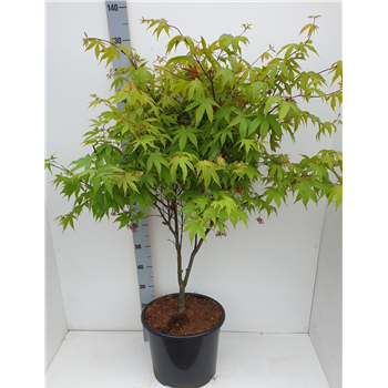 Javor palmatum 'Osakazuki' F00010894