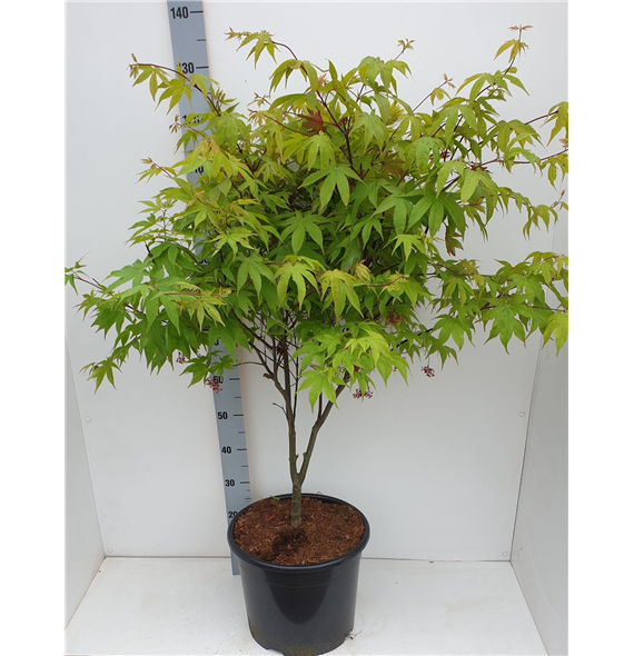 Javor palmatum 'Osakazuki' F00010894