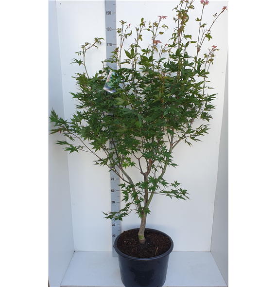 Javor palmatum 'Osakazuki' F00010895