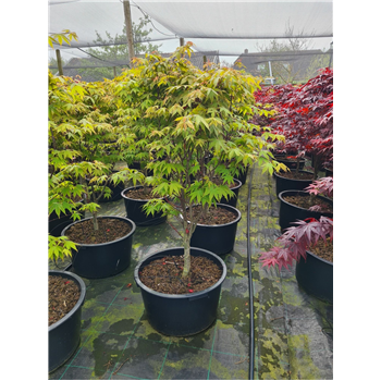 Javor palmatum 'Osakazuki' F00010896