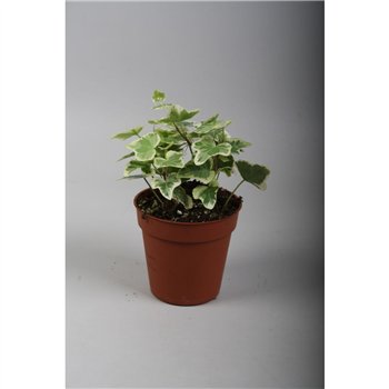 Hedera helix white wonder White Wonder5 0 - 7 4 cm pp 5cm 9cm Q2399