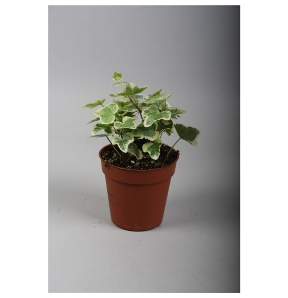 Hedera helix white wonder White Wonder5 0 - 7 4 cm pp 5cm 9cm Q2399