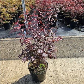 Javor palmatum 'Pevé Dave' F00010898