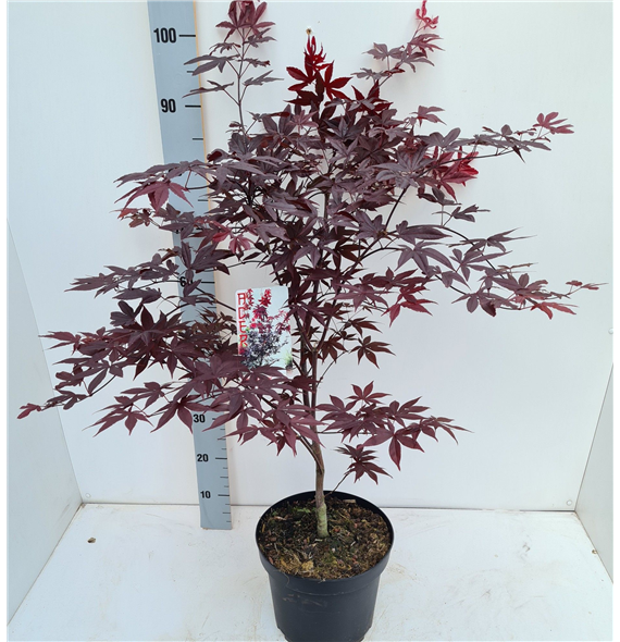 Javor palmatum 'Red Emperor' F00010903