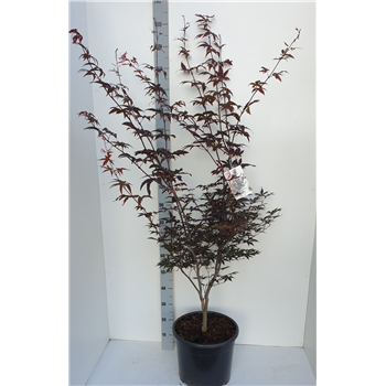 Javor palmatum 'Red Emperor' F00010900