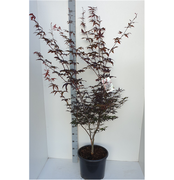 Javor palmatum 'Red Emperor' F00010900