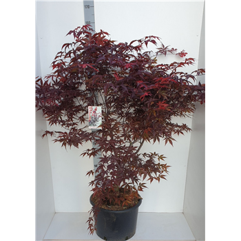 Javor palmatum 'Red Emperor' F00010901