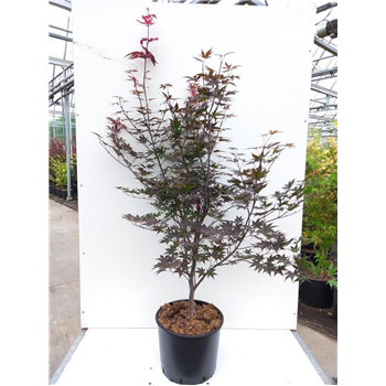 Javor palmatum 'Red Emperor' F00010937