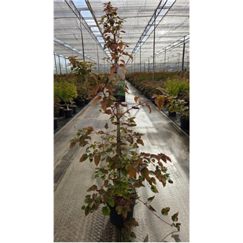 Javor palmatum 'Red Flamingo' F00009368