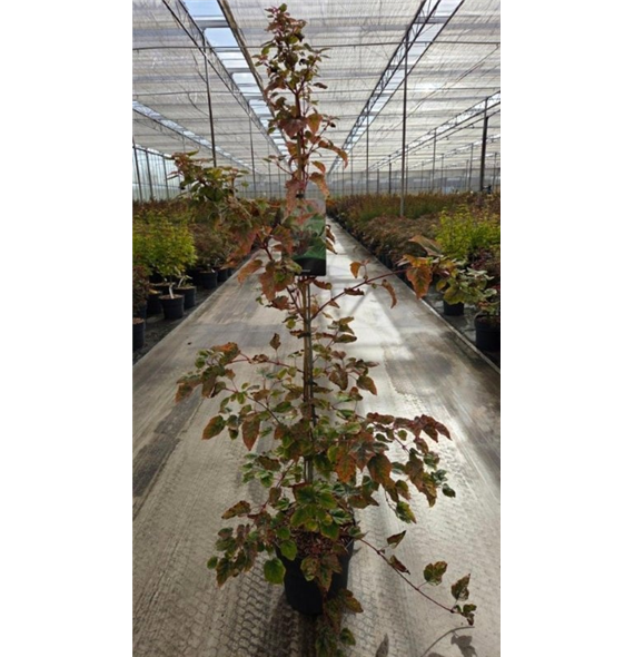 Javor palmatum 'Red Flamingo' F00009368