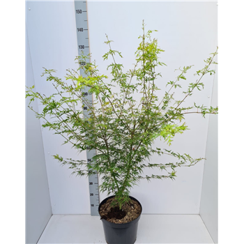 Javor palmatum 'Seiryu' F00010907