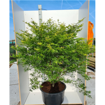 Javor palmatum 'Seiryu' F00010910