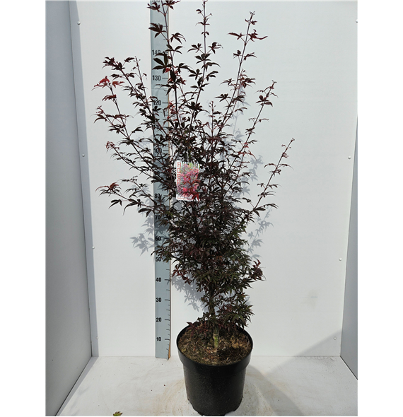 Javor palmatum 'Skeeters Broom' F00010912