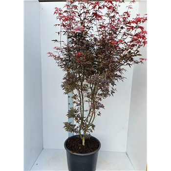 Javor palmatum 'Skeeters Broom' F00010913