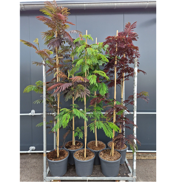 Albizia julibrissin F00010919