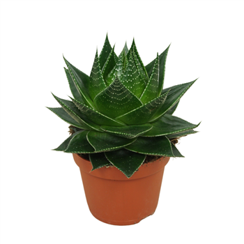 Aloe aristata 'Cosmo' F00004615
