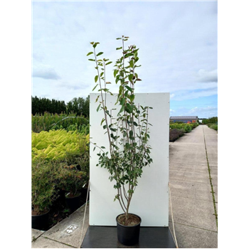 Amelanchier laevis 'Snowflakes' F00010997