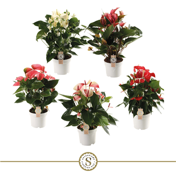 Anthurium mix F00000237