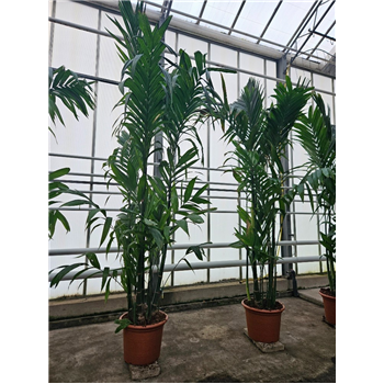 Areca triandra F00010718
