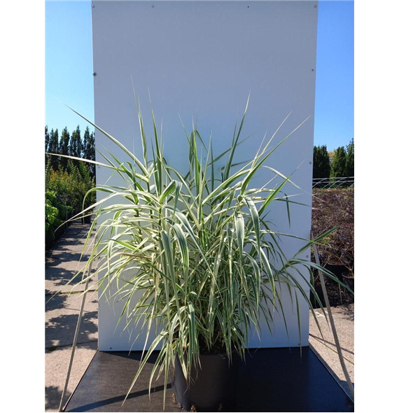 Arundo donax 'Aureovariegata' F00010992