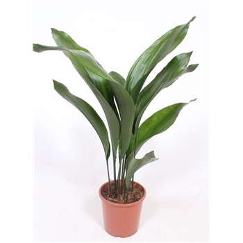 Aspidistra elatior F00010725