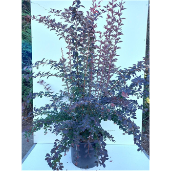 Berberis ottawensis 'Auricoma' F00010972