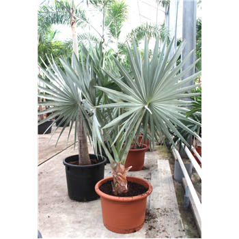 Bismarckia nobilis F00010720