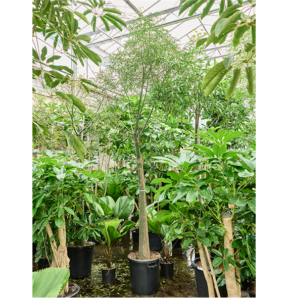 Brachychiton rupestris 4BRRUSS03