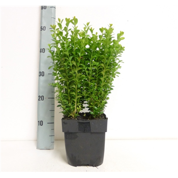 Buxus sempervirens F00010958