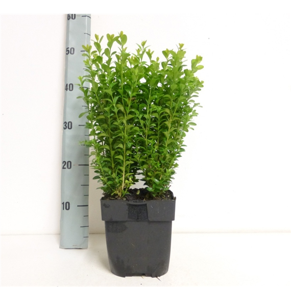 Buxus sempervirens F00010958