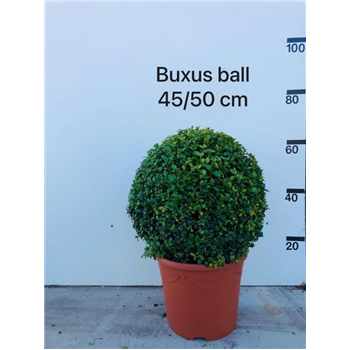 Buxus sempervirens F00010955