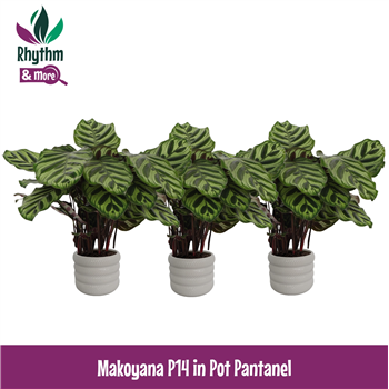 Kalateja 'Makoyana' F00011097