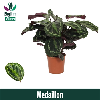 Kalateja 'Medallion' F00011041