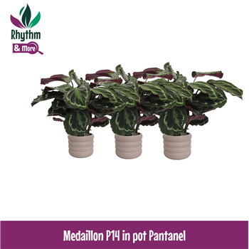 Kalateja 'Medallion' F00011105