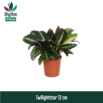 Kalateja 'Twilightstar' F00011035