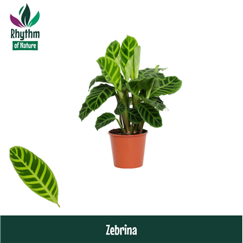 Kalateja 'Zebrina' F00011046