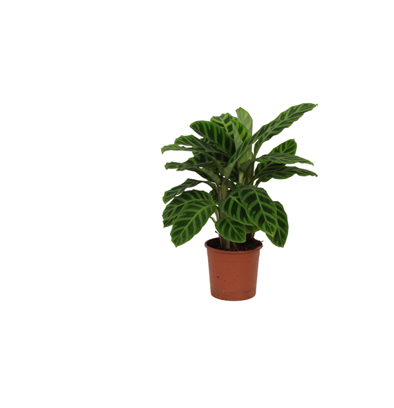 Kalateja 'Zebrina' F00011051